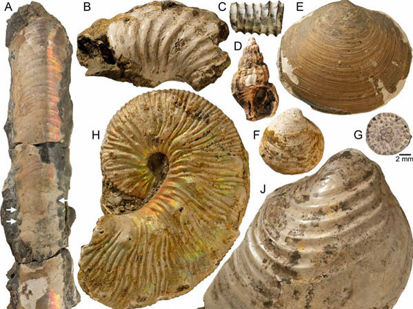 Hóa thạch sinh vật 65 triệu năm tuổi