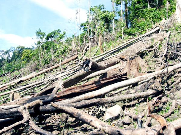 Thủy điện mọc lên, tái tạo rừng đi xuống