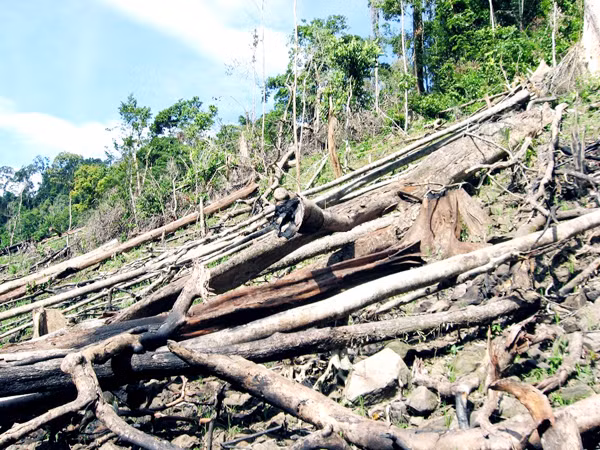 Thủy điện mọc lên, tái tạo rừng đi xuống