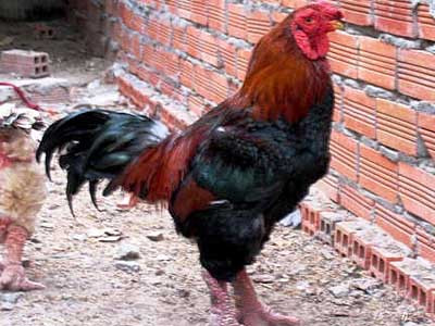 Thêm nhiều đặc sản Tết tiền triệu