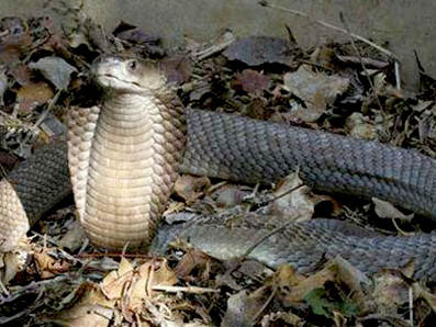 Cả làng sống chung với rắn độc