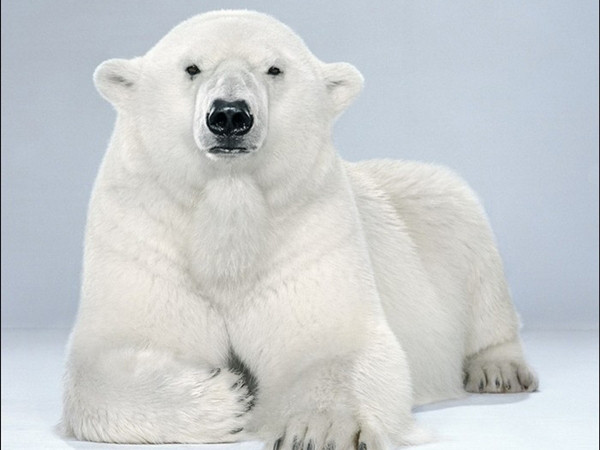 Vẻ đẹp cuộc sống băng giá