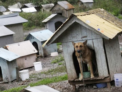 'Khu ổ chuột' cho... chó