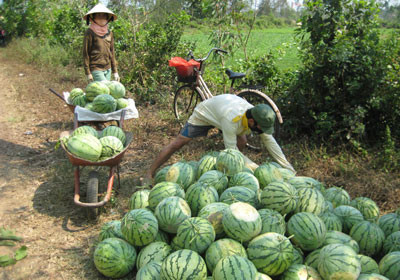 Dưa hấu được mùa nhưng giá rớt mạnh