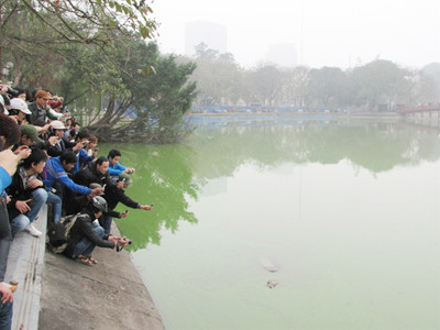 'Cụ' Rùa nổi sát bờ, mang nhiều vết thương