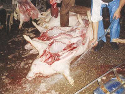 Công khai cơ sở giết mổ 'bẩn'