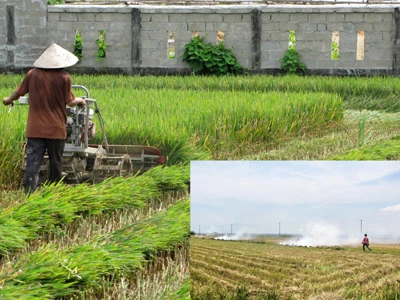 Lúa không kết hạt, thiếu đói cận kề