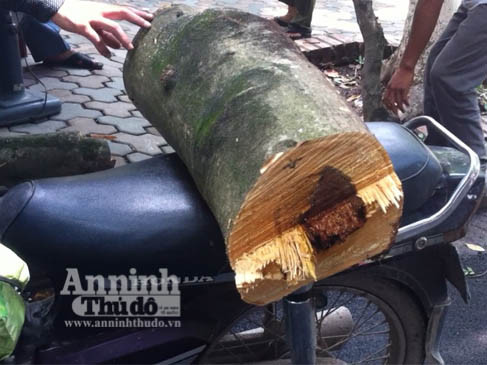 Sưa đỏ vừa hạ, 'người lạ' vào…"xin"