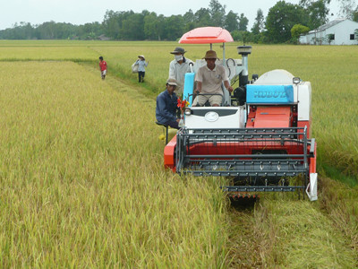 Máy đỏ (máy gặt đập liên hợp của Nhật) trên đồng ruộng Cầu Ngang