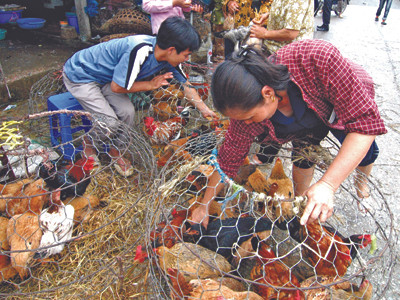 Bạt ngàn gia cầm lậu