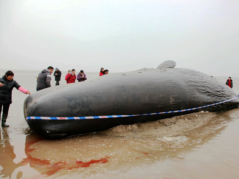 Cá voi khổng lồ mắc kẹt ở bờ biển