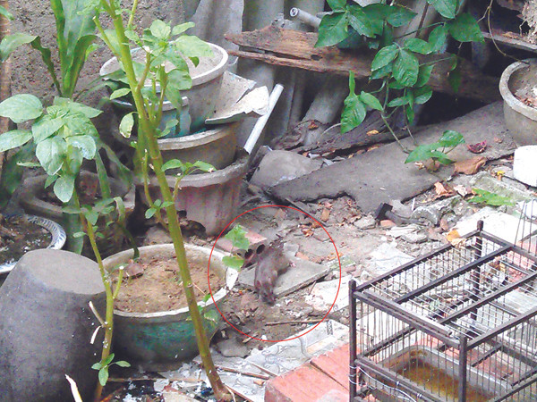 Chỉ cần bỏ một ít thức ăn ra sân, chuột xuất hiện ngay để gặm nhấm Ảnh: PV