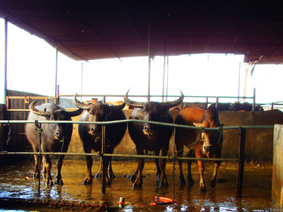 Bi hài kiện trâu điên xổng lò sau 3 năm