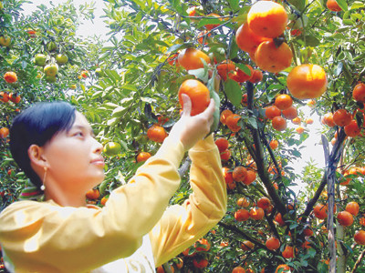 Bưởi ở huyện Tam Bình, tỉnh Vĩnh Long Ảnh: Duy Khương