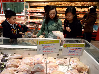 Gà Yên Thế phân phối rộng rãi là lợi cho dân