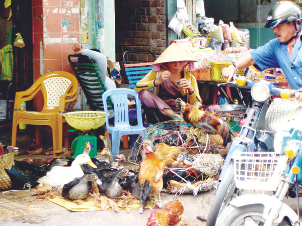 Gia cầm, thủy cầm sống trái phép và chưa qua kiểm dịch bày bán tại quận 5. Ảnh: Đại Dương