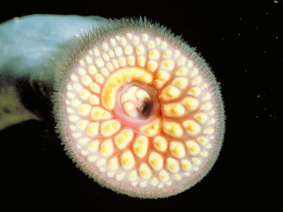 Robot siêu nhỏ phát hiện bệnh