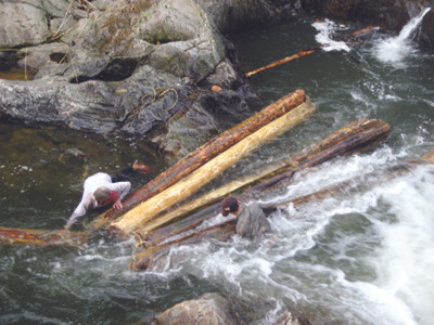 'Máu' rừng Ngàn Sâu vẫn chảy
