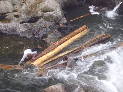 'Máu' rừng Ngàn Sâu vẫn chảy