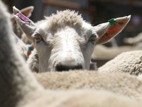 Ngay khi vừa bị giết thịt, những con cừu được tiêm nước bẩn vào để tăng trọng lượng