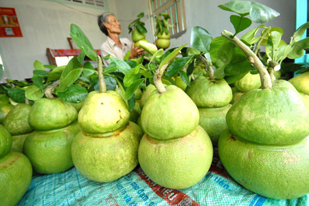 Bưởi hồ lô có giá đến 650.000 đồng/cặp, gấp hàng chục lần so với bưởi thường, vẫn cháy hàng