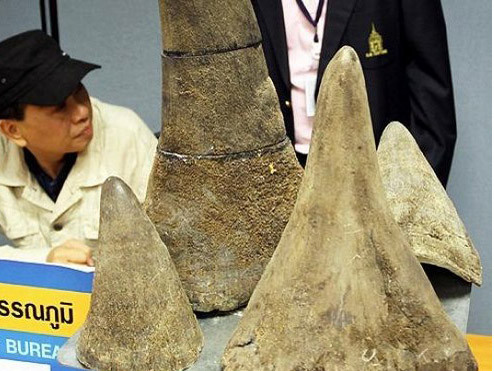 Thái Lan bắt người Việt vận chuyển sừng tê giác