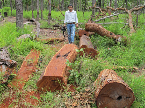 Gỗ quý bị đốn hàng loạt ở Vườn Quốc gia Yok Đôn
