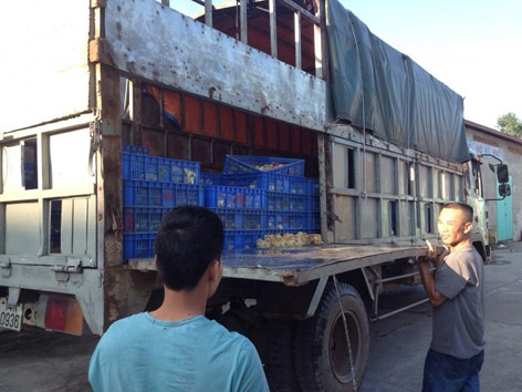 Gà giống Trung Quốc vẫn kéo về xuôi