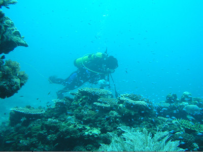 Bất ngờ rong biển Trường Sa