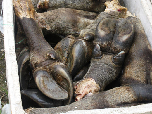 Phát hiện xe khách chở ba tạ chân trâu thối