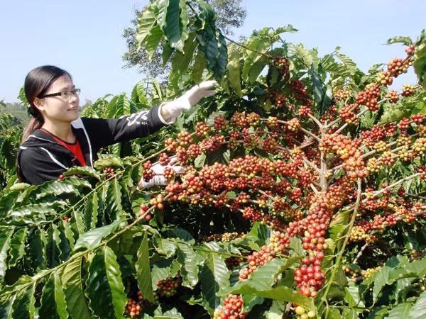 “Cuộc chiến” giành lại nhãn hiệu Cà Phê Buôn Ma Thuột mới chỉ bắt đầu