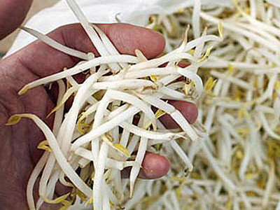 Tìm E.coli trên giá đỗ, nông dân Đức điêu đứng