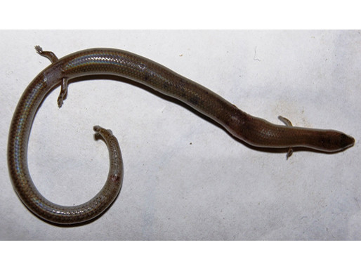 Phát hiện rắn lạ có bốn chân