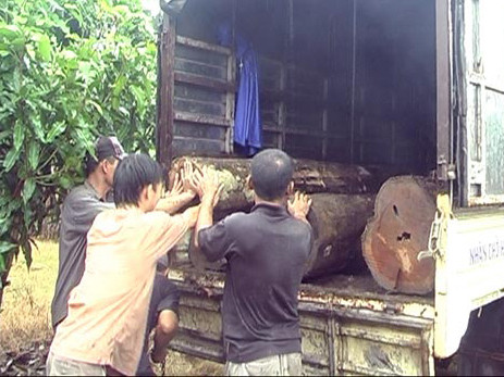 Thu giữ hơn 150 lóng gỗ bị lâm tặc đốn hạ