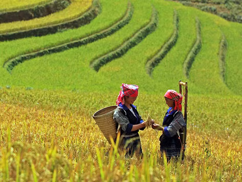 'Nấc thang vàng' tới ấm no