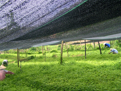 Ưu điểm của các sản phẩm thuốc có nguồn gốc tự nhiên