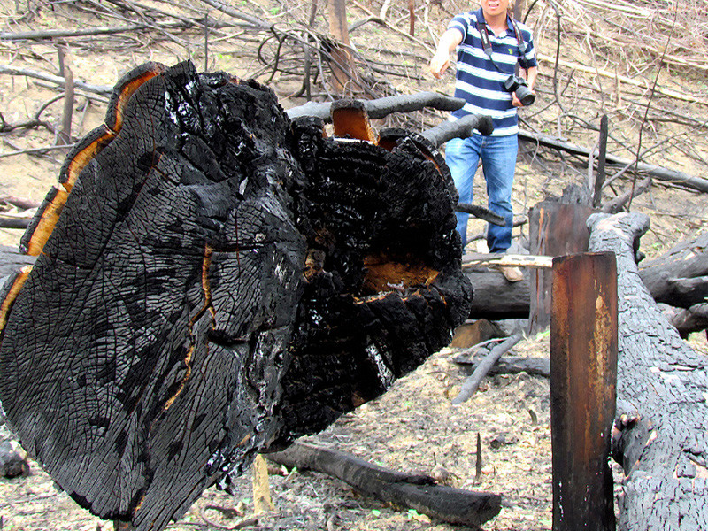 Rừng xanh thành... rừng đen