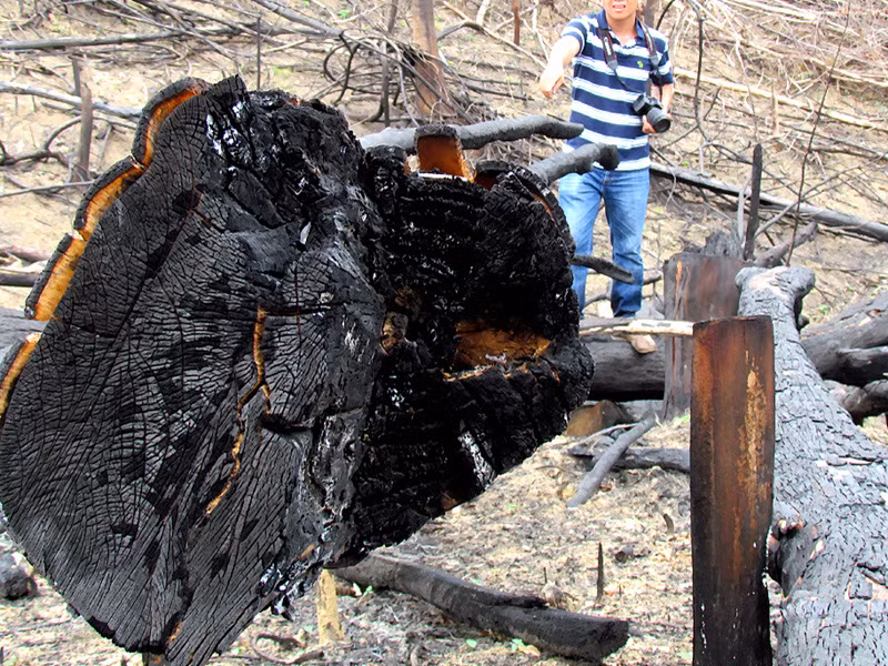 Rừng xanh thành... rừng đen