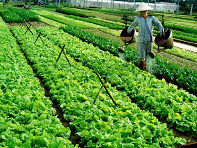 Người Hà Nội ăn rau sạch từ sàn giao dịch