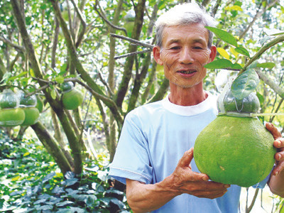 Ông Võ Hồng Quốc với bưởi hồ lô