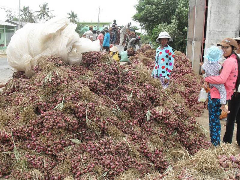 Hành tím giá thấp lại ứ đọng Ảnh: XL