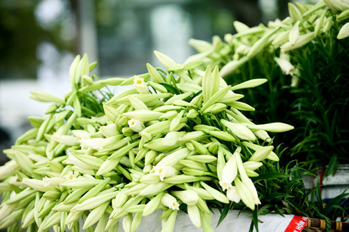 Loài hoa mang dấu ấn tình yêu Hà Nội