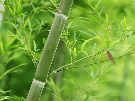 8 bài thuốc trị bệnh trời rét