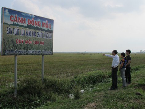 Nỗi lo tư duy tiểu nông sau cánh đồng mẫu lớn