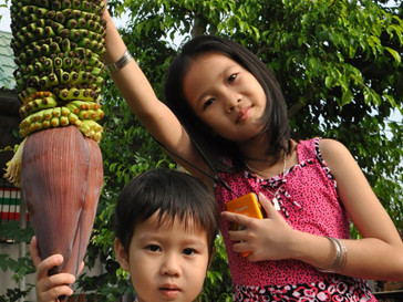 Chuối nghìn trái lại mọc ở Cần Thơ