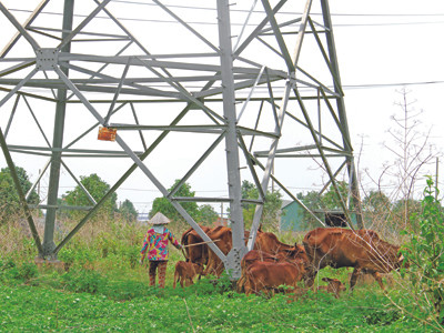 Lưới điện quốc gia: Sống trong sợ hãi!
