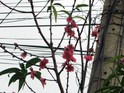 Đào Bắc nở hoa giữa mùa thu Tây Nguyên