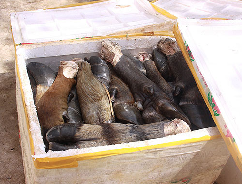 Ớn lạnh thịt thối