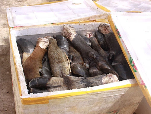 Ớn lạnh thịt thối