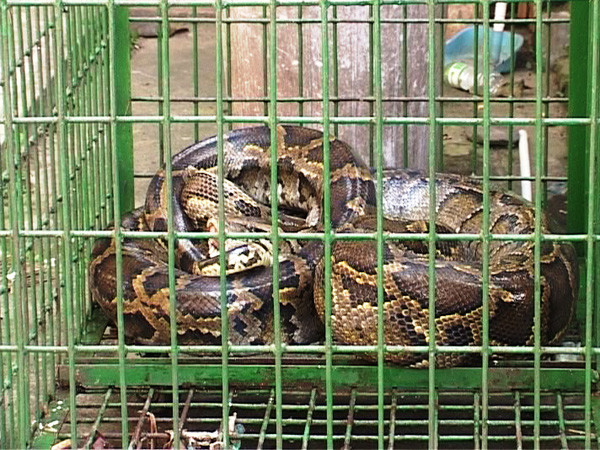 Bắt được trăn nặng gần 50 kg